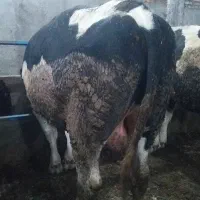 دو راس گاو هر کدام حدود ۶۰۰ کیلو