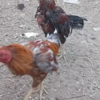 خروس لاری|حیوانات مزرعه|عجب شیر, |دیوار