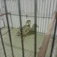 سهره خاکی