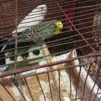 مرغ عشق با تخم