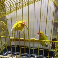 طوطی برزیلی.عروس هلندی.سهره|پرنده|الوند, |دیوار