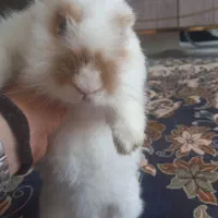 خرگوش سالم وتمیز