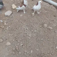 کبوتربادکنکی|پرنده|سامان, |دیوار