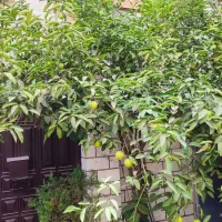 کلنگی 90متری شمالی مناسب ساخت و سرمایه گذاری