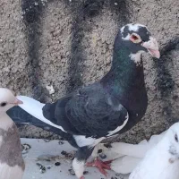 یه جفت کبوتر پلاکی|پرنده|کرج, باغستان|دیوار