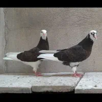 کبوتر پرشی|پرنده|تهران, گرگان|دیوار