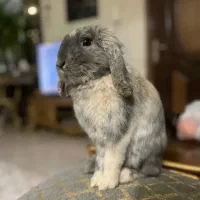 خرگوش لوپ مینیاتوری