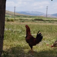 خروس لاری|حیوانات مزرعه|کامیاران, |دیوار