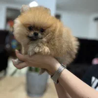 فروش توله پامرانین