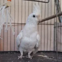 فدوش جوجه عروس هلندی آلبینو|پرنده|سیرجان, |دیوار