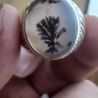 انگشتر شجر قائن تک درخت