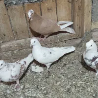 کبوتربلندپرواز|پرنده|هریس, |دیوار