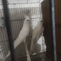 عروس هلندی  مولد