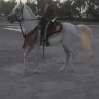 اسب