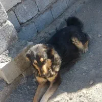 سگ نرولاس وتوله لاس چهارچش با ۷تا توله