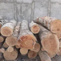 خرید درخت چنار خشک و خیس برش و قطع شهریار