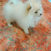 سگ پامر|سگ|کرمان, |دیوار