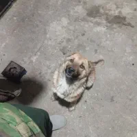 سگ نیمه سراب عالی