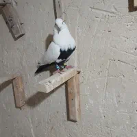 نر یکه