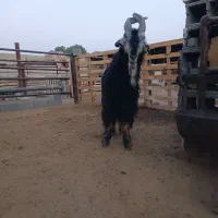 پازن جفت شاخ