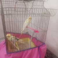 عروس هلندی