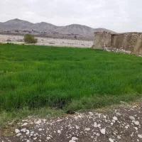 فروش تیم پیاز درجه یک میداوود