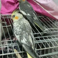 2عددجوجه عروس هلندی ۷۰روزه سرلاکی|پرنده|صفادشت, |دیوار