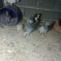 یه سبز با یه ابلغ کوهی