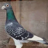 پلاکی ایخم