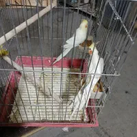 ۴ جفت عروس هلندی|پرنده|شیراز, تل حسینآباد|دیوار