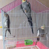 سه عدد عروس هلندی همراه با قفس