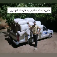 تصویه نقدی بادام صادراتی و سنگی و غیره