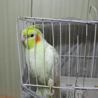 عروس هلندی نر دستی کامل نژاد لوتینو