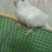 عروس هلندی  دستی|پرنده|قرچک, مهدیه|دیوار
