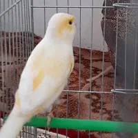 قناری ماده موزاییکی و رسمی