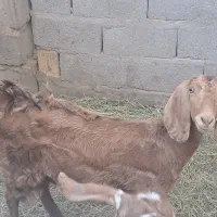 دوزدیده شدن|حیوانات|گنبکی, |دیوار