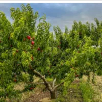 اصلاح درختان و تمیز کردن زمین