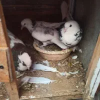 3تا کفتر دارم. به خاطر نداشتن. جا. میفروشمم|پرنده|قدس, شهر‌قدس|دیوار