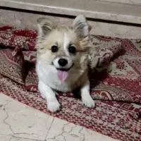 سگ پامر