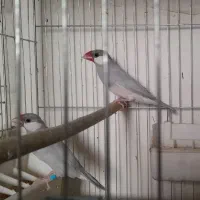 فنج نرگسی مولد معاوضه با عروس هلندی آلبینو