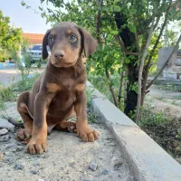 توله دوبرمن اصیل