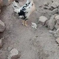 مرغ وخروس گلین پنگوئنی