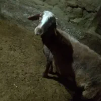 گوسفند|حیوانات مزرعه|مریوان, |دیوار