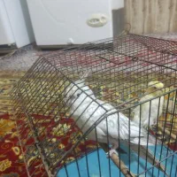 عروس هلندی