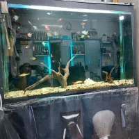 اکواریوم|ماهی|پاکدشت, پاکدشت (مامازند)|دیوار