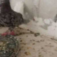 ماده هفت رنگ دم سفید کاکلی