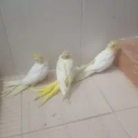 جوجه عروس هلندی
