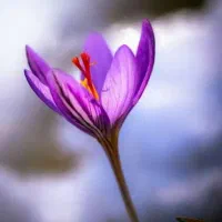 فروش زعفران اصل مستقیم از تولیدکننده (عمده)