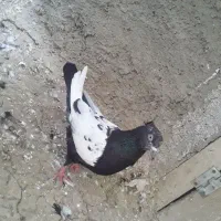 کفتر رنگی|پرنده|شیروان (خراسان), |دیوار