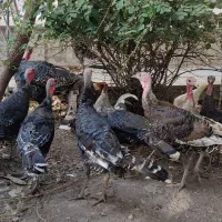 مرغ ، خروس ، بوقلمون و تاقچه